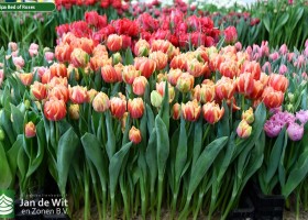 Tulipa Bed of Roses (1)